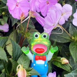 Alternative view of Pointless Island Singing Little Frog (Clear version)